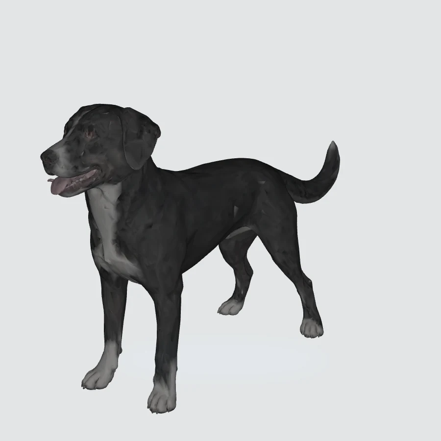 Full-body Mixed Breed, Medium 3D model preview